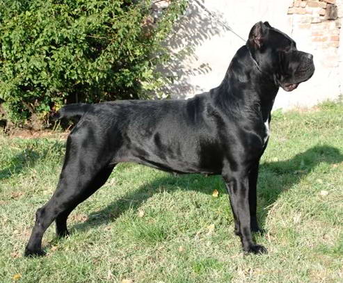 Dalila, nossa Cane Corso Preta. Filha de Augustus CV