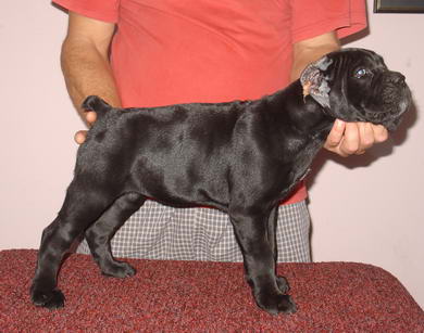 Sushi Sangue Magnifica Cane Corso Kane Korso