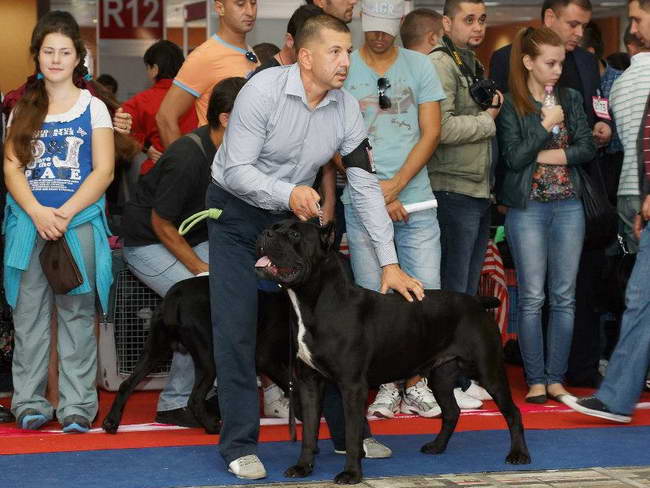 Sushi Sangue Magnifica Cane Corso Kane Korso