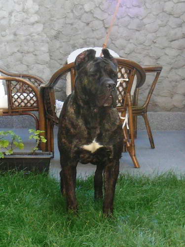 Sushi Sangue Magnifica Cane Corso Kane Korso