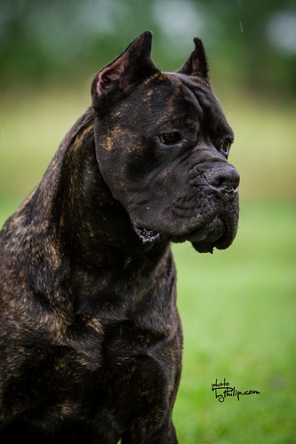 Sushi Sangue Magnifica Cane Corso Kane Korso