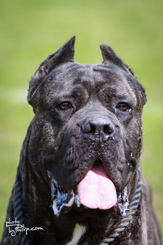 Sushi Sangue Magnifica Cane Corso Kane Korso