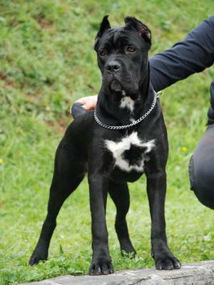 Sangue Magnifica Cane Corso Kane Korso