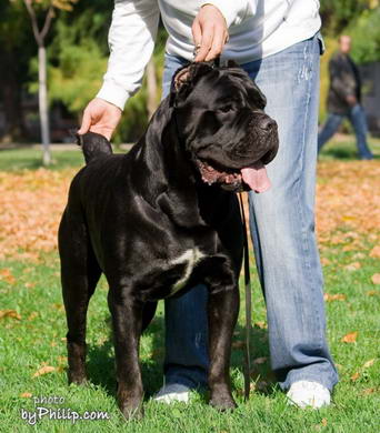 Cane Corso Sangue Magnifica Dok