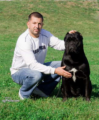 Cane Corso Sangue Magnifica Dok