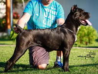 Sushi Sangue Magnifica Cane Corso Kane Korso