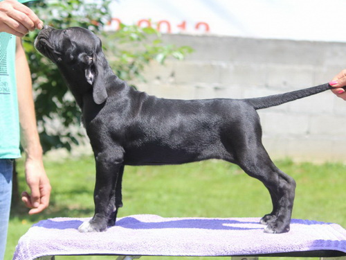 Sushi Sangue Magnifica Cane Corso Kane Korso