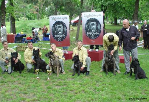 Sushi Sangue Magnifica Cane Corso Kane Korso