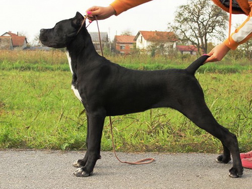 Sushi Sangue Magnifica Cane Corso Kane Korso